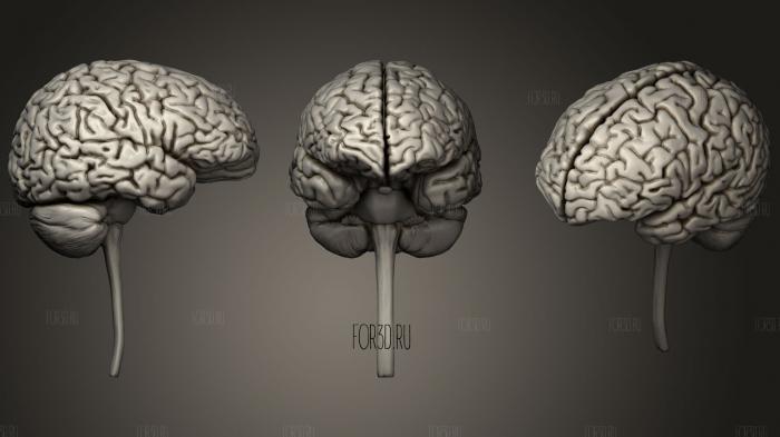 Brain stl model for CNC